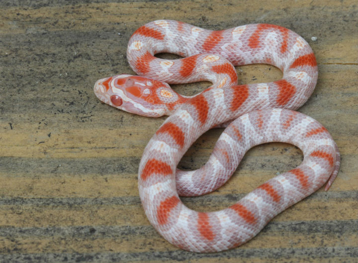 Reverse Okeetee Corn Snake